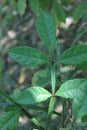 Quassia indica, Niepa Bark Tree, Flowers of India, Ã Â¤Â²Ã Â¥â¹Ã Â¤âÃ Â¤âÃ Â¤Â¡Ã Â¥â¬ Lokhandi, Karinghota, Karingota, Samadera indica